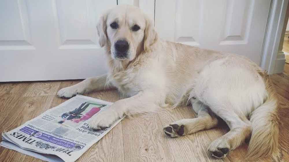 George the dog